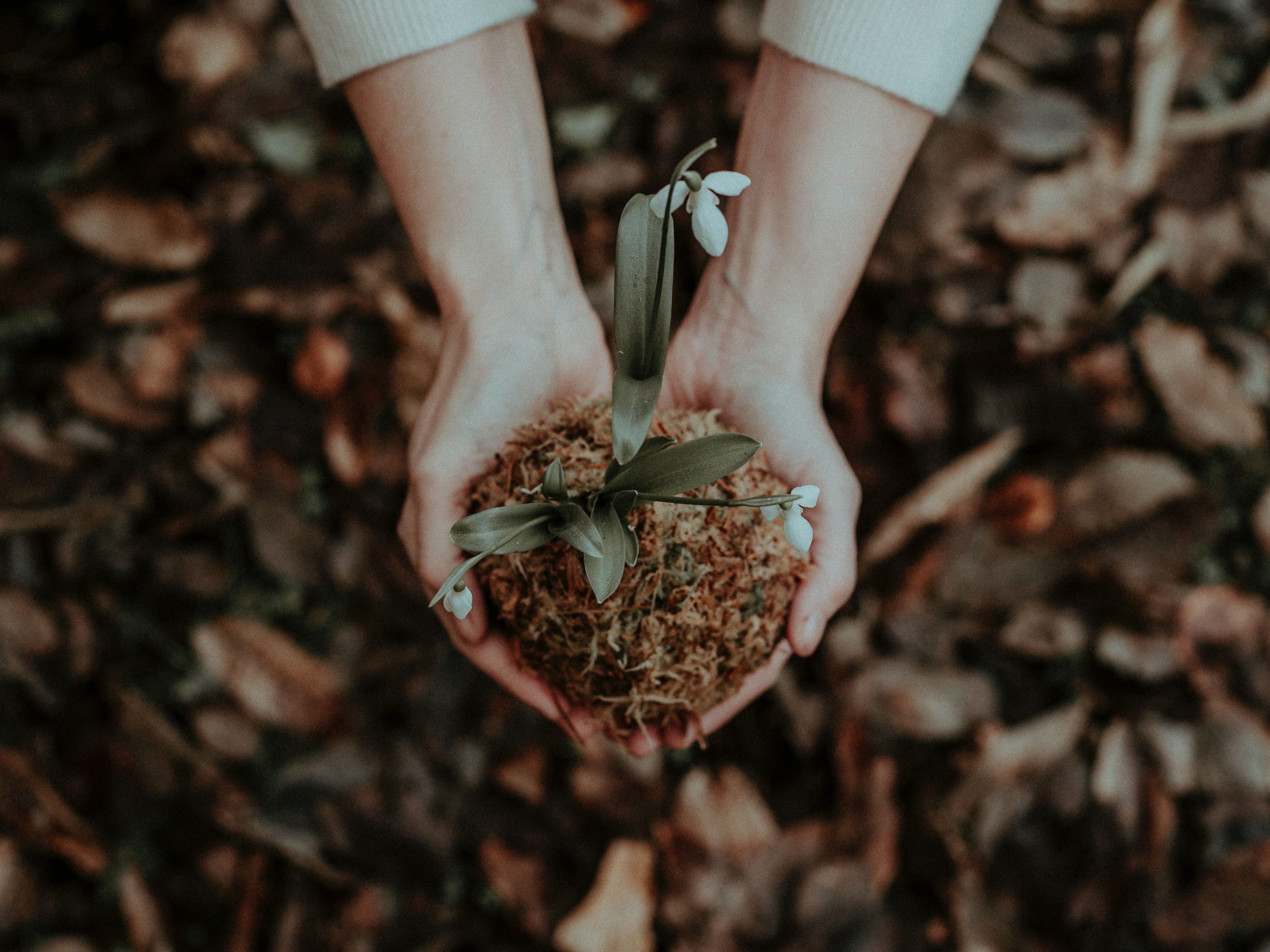 Plant in hands