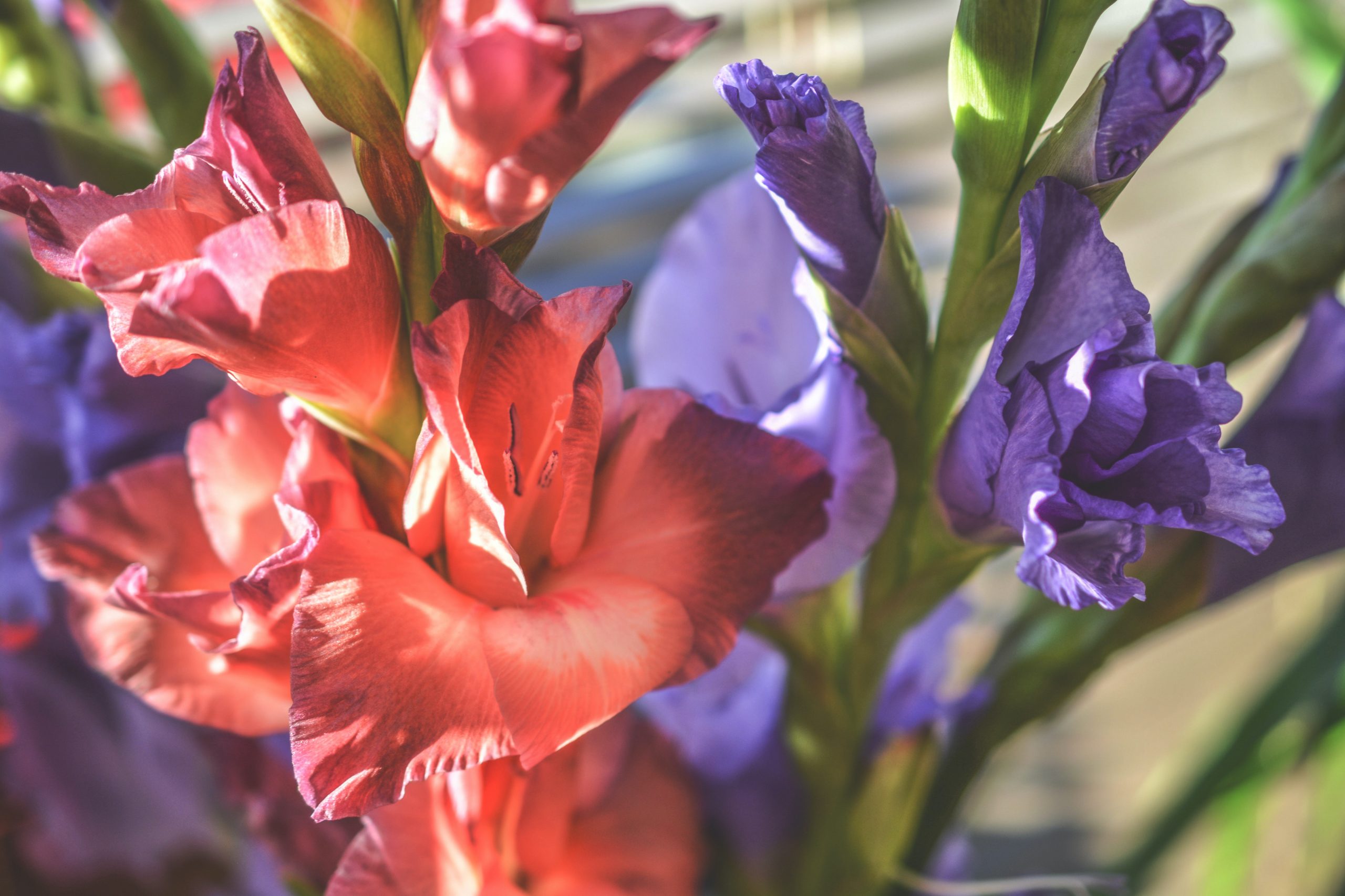 Various flowers