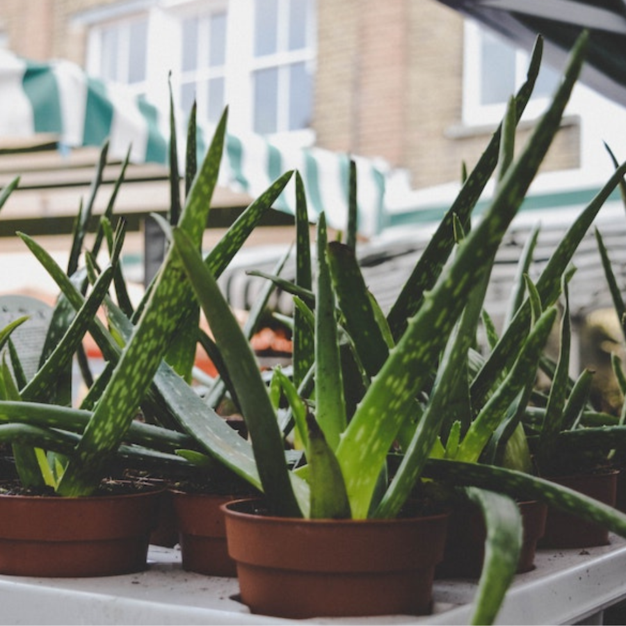 Aloe vera plant small pot