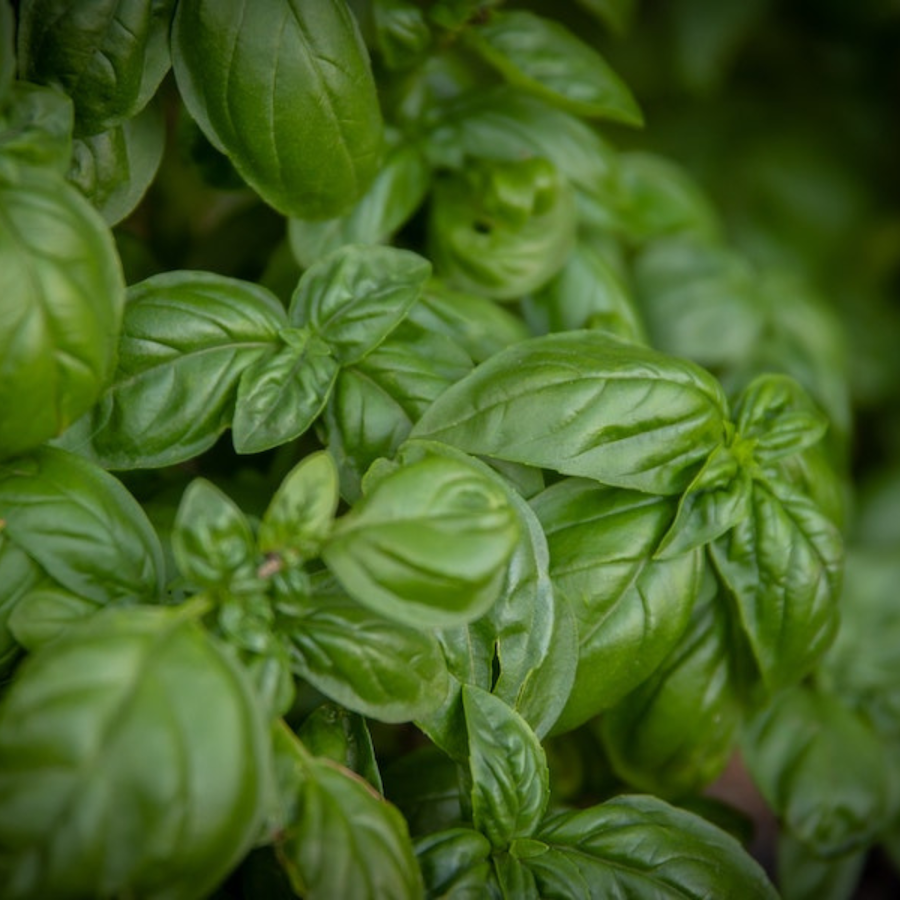 Basil leaves