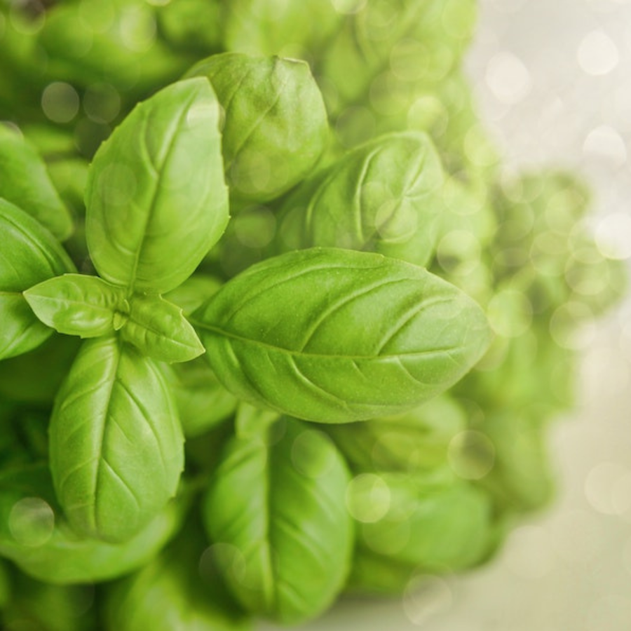 how to care for basil