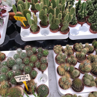 10 Plants That Grow a Remarkable Low Maintenance Cactus Garden