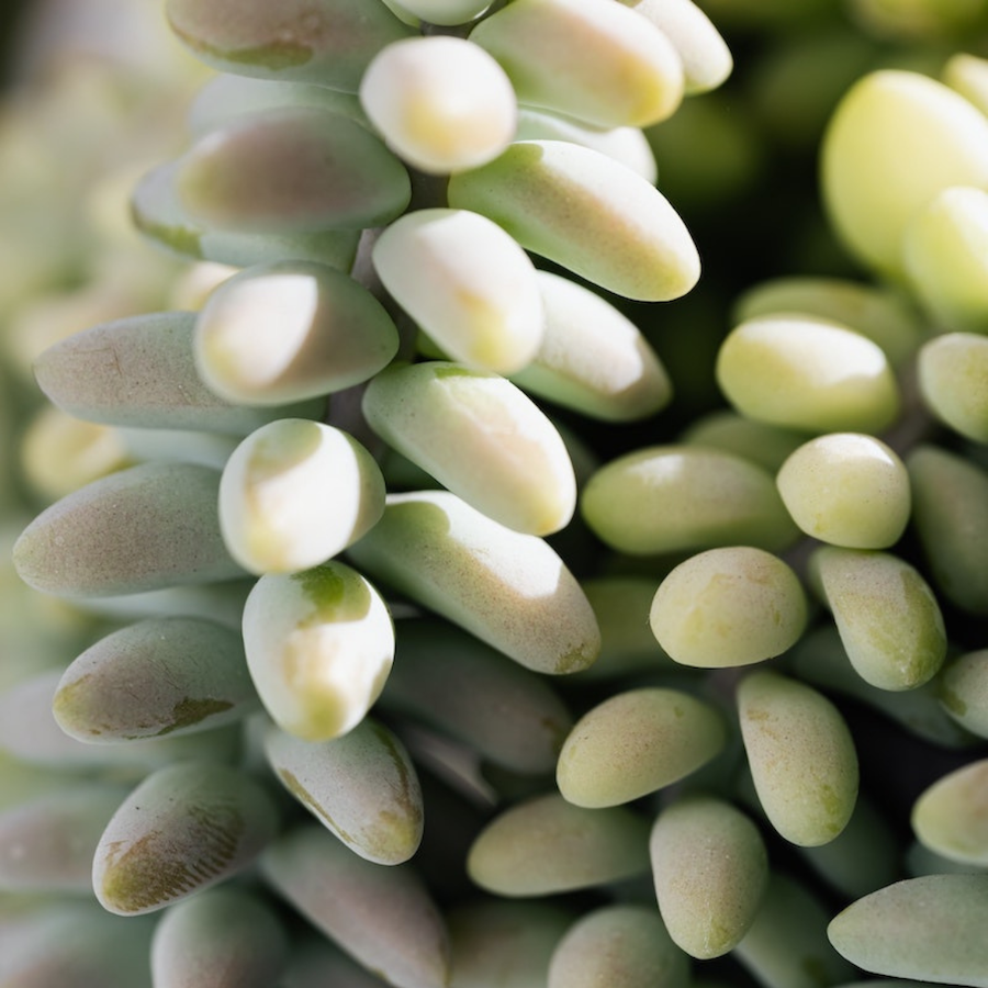 Burros tail cactus