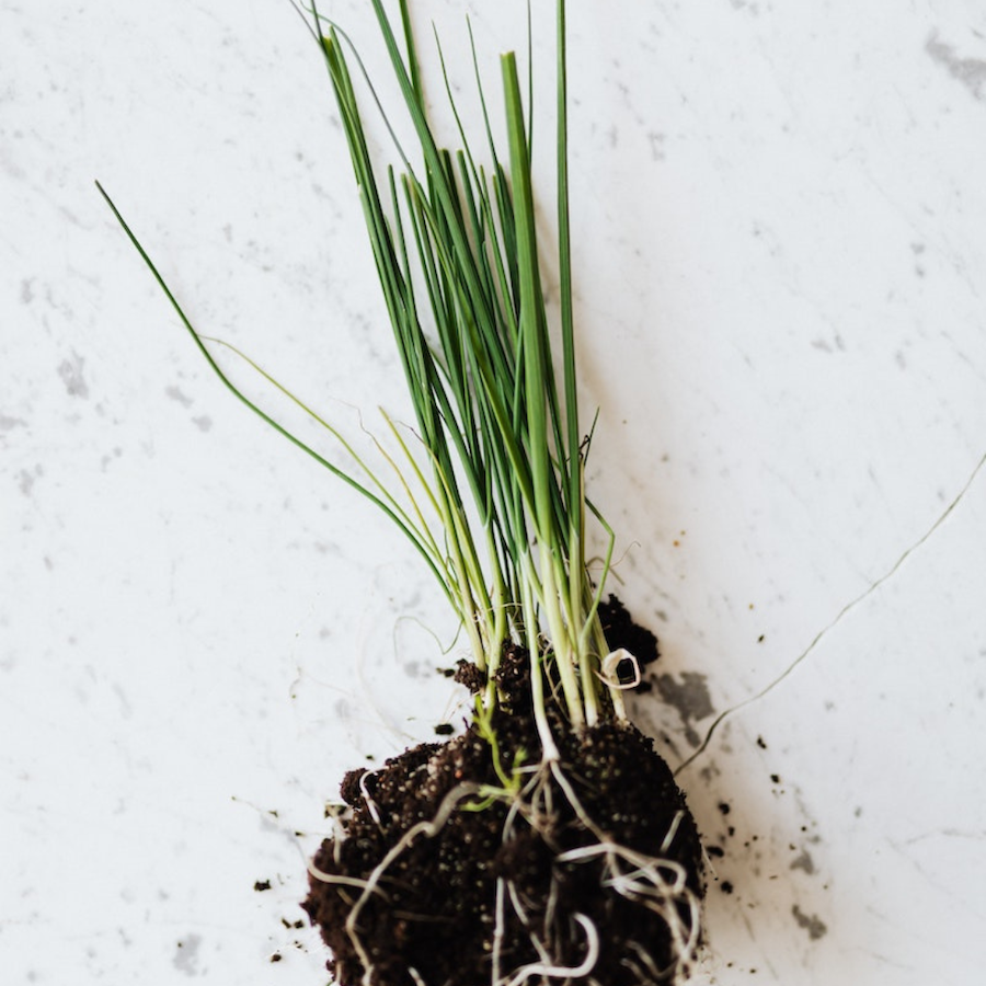 Chives pulled from garden