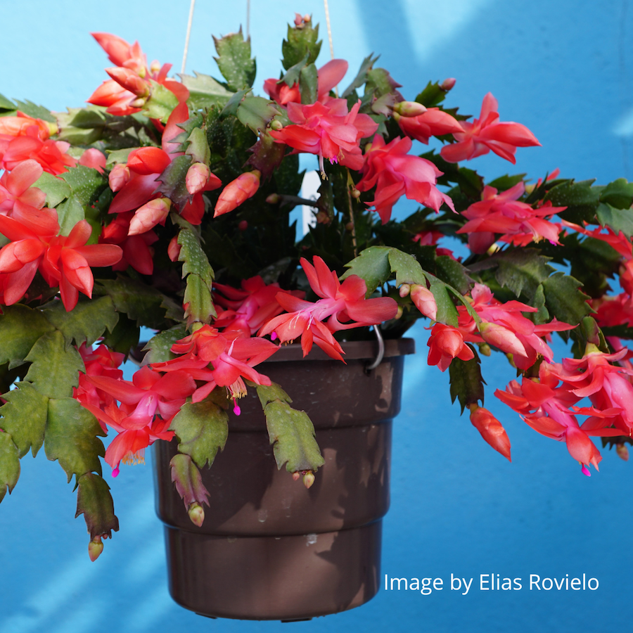 Christmas Cactus