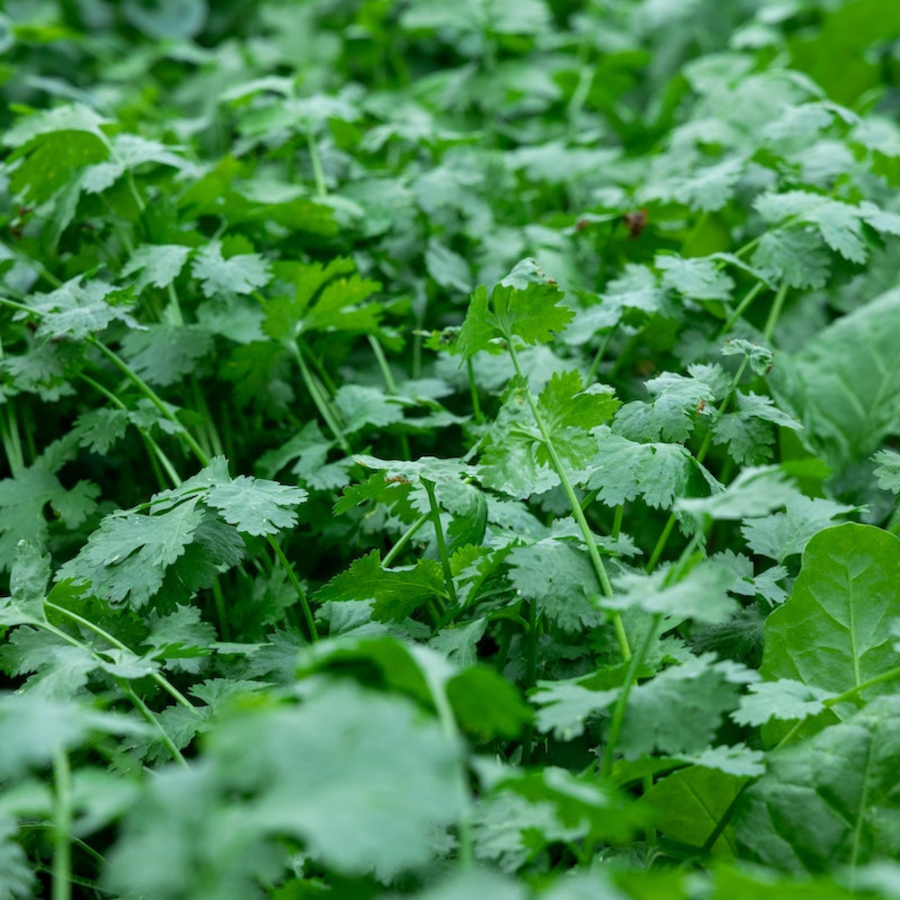 Cilantro field