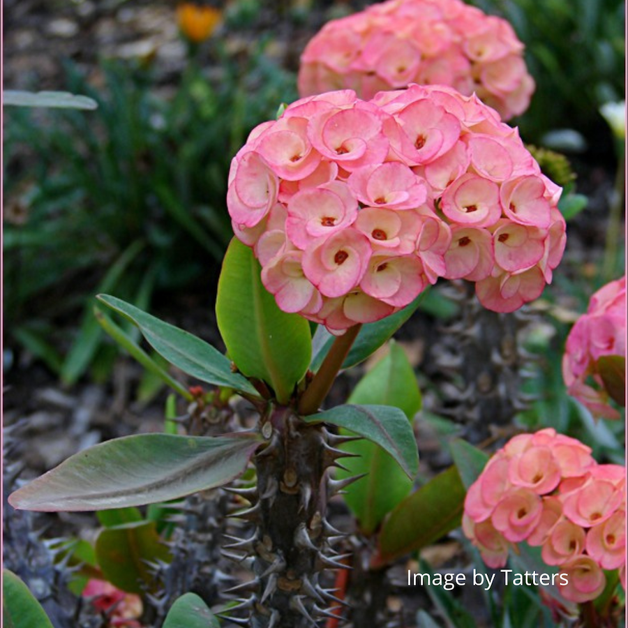 Crown of Thorns plant pink flowers