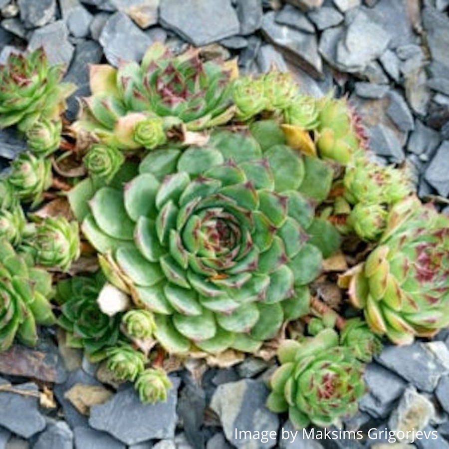 hens and chicks plant low maintenance cactus garden