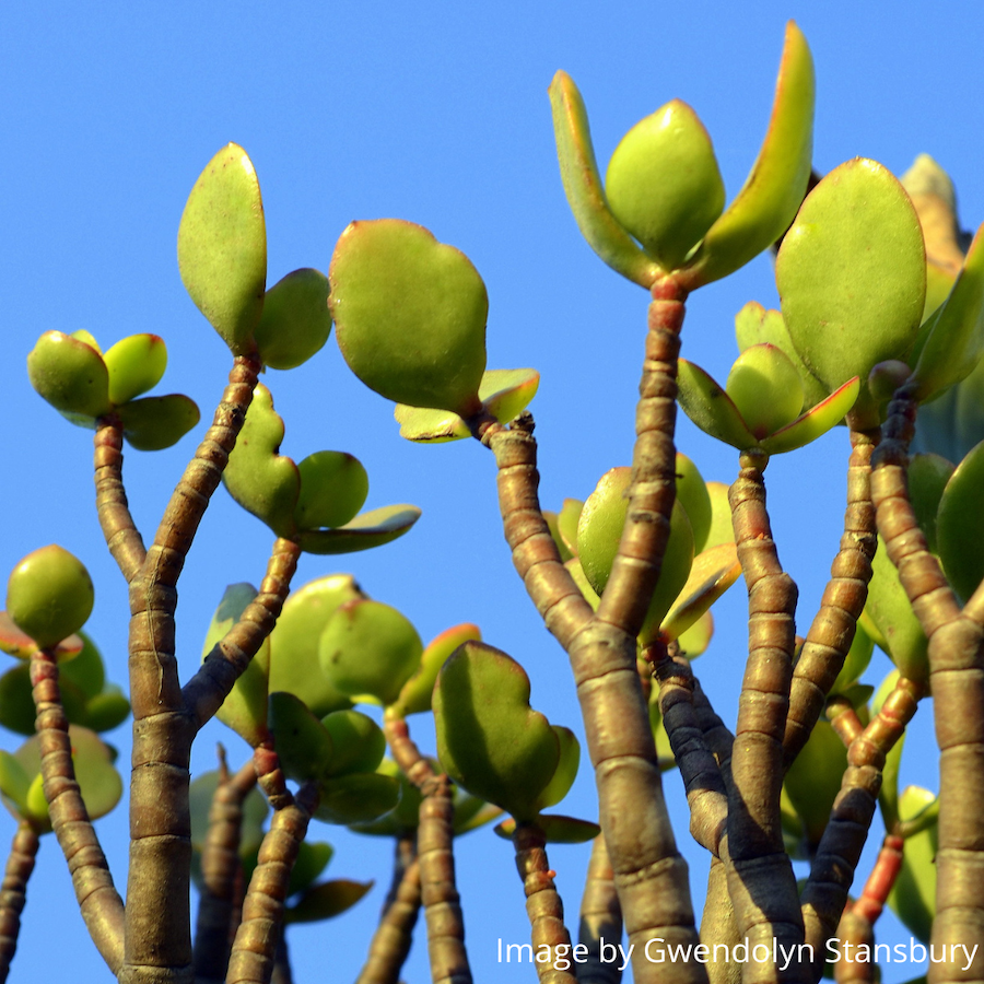 Jade plant tall