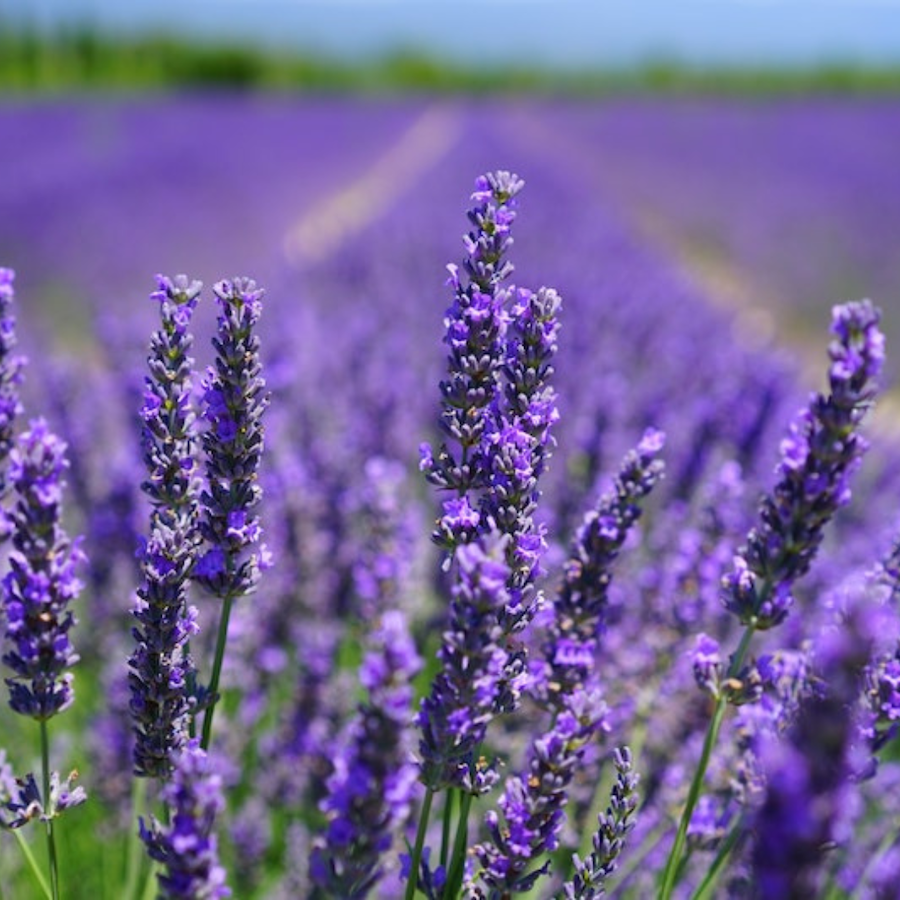 Lavender rows in field