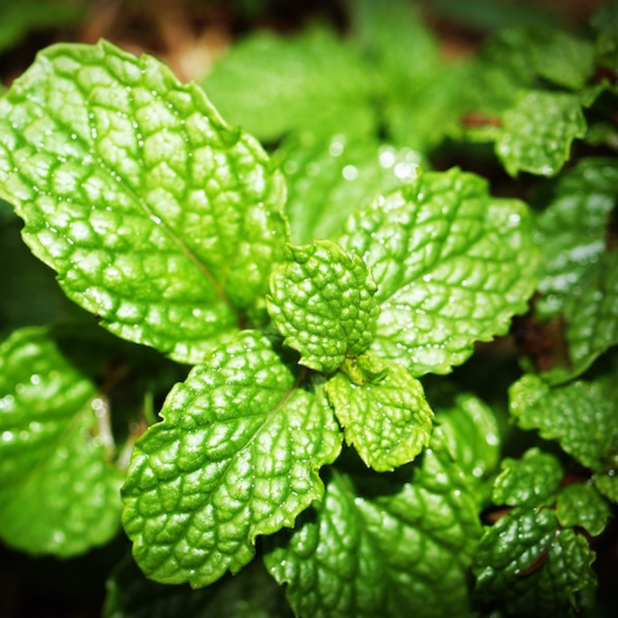 Close up to mint leaf