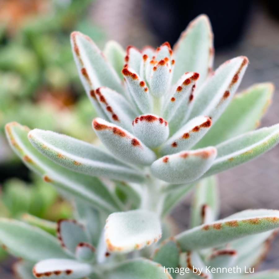 Panda plant close up