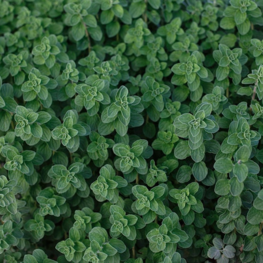 Growing sage bushes