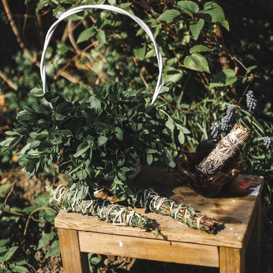 Plant and dried sage