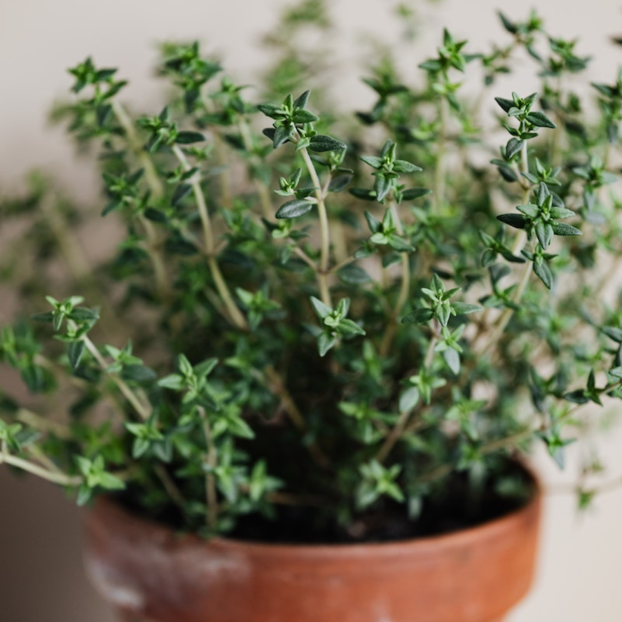 How to grow thyme