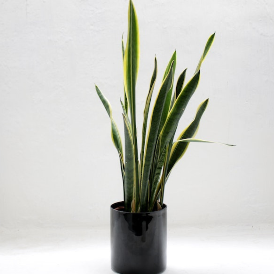 Snake Plant indoor