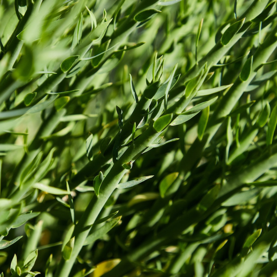 Tarragon leaves herb