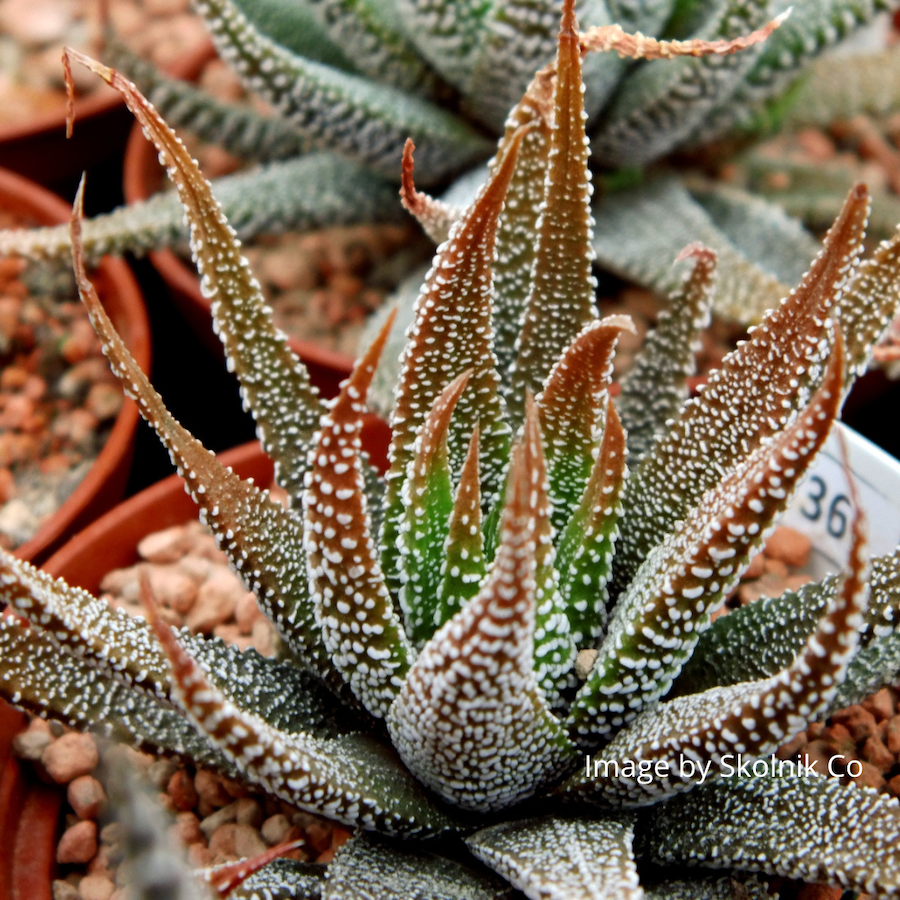 Zebra Haworthia plant