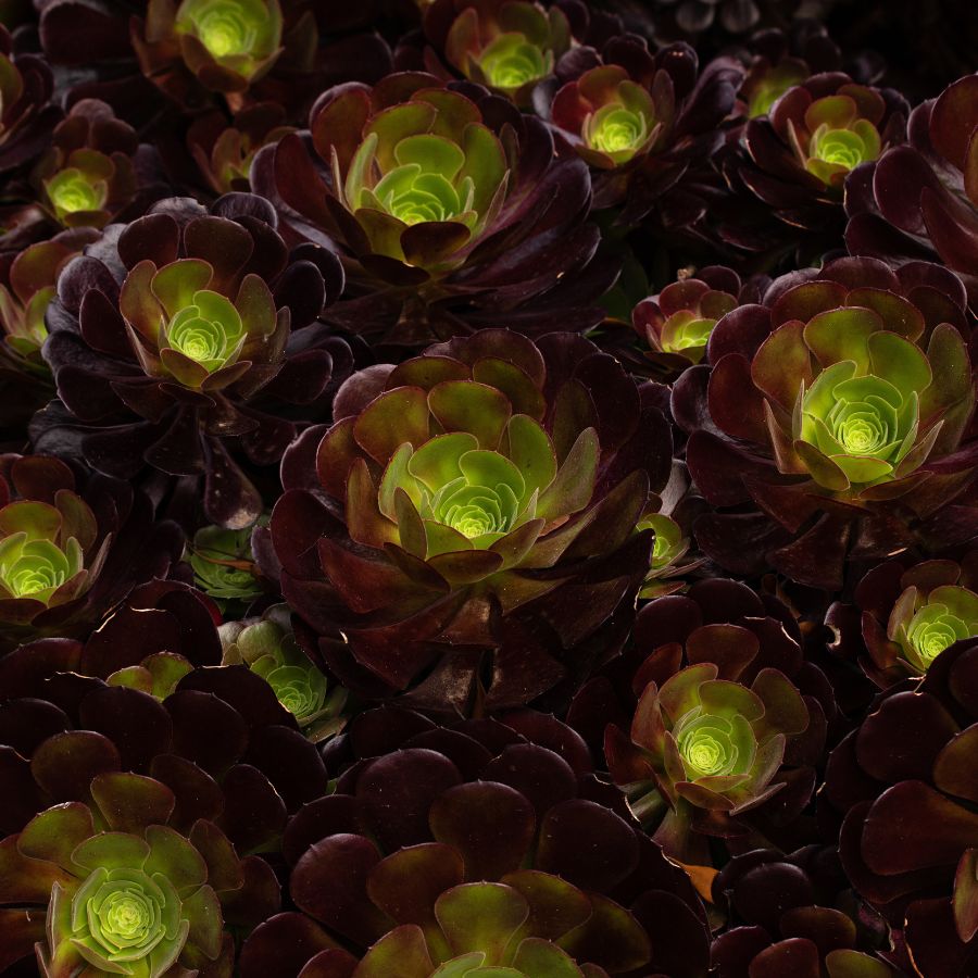 how to care for aeonium