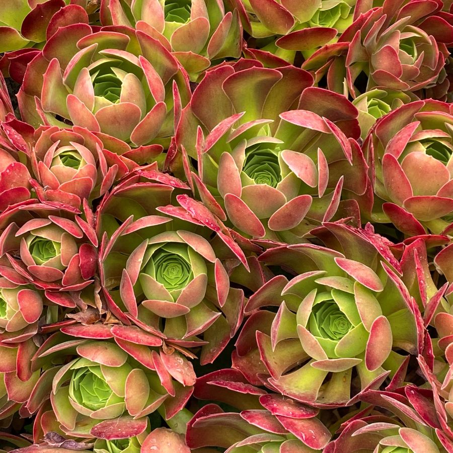 how do i propagate aeonium