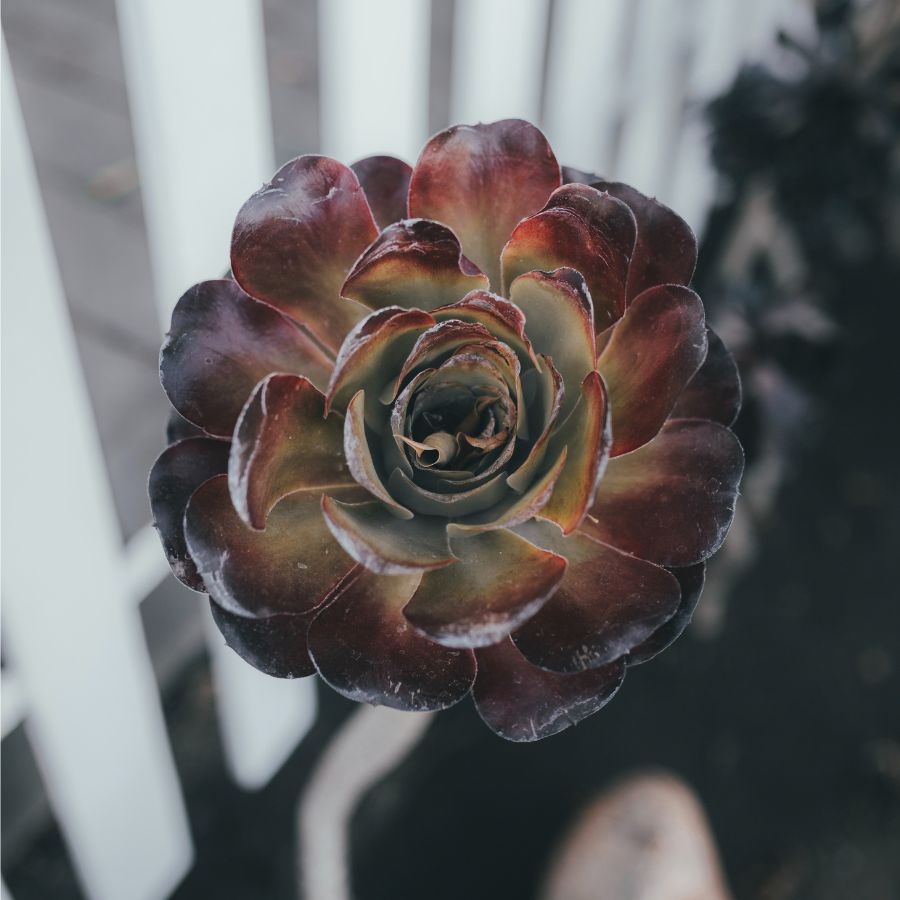 how much do I water aeonium