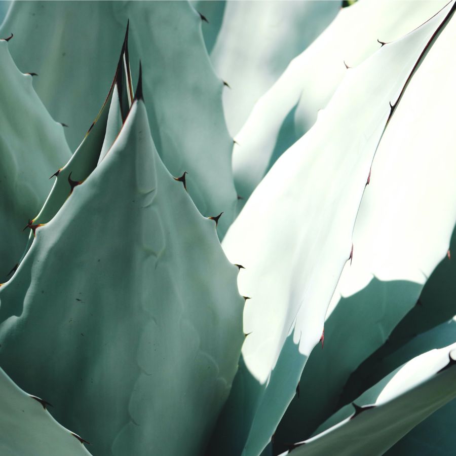 how to plant agave