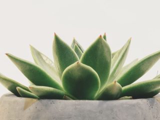 how to you take care of agave