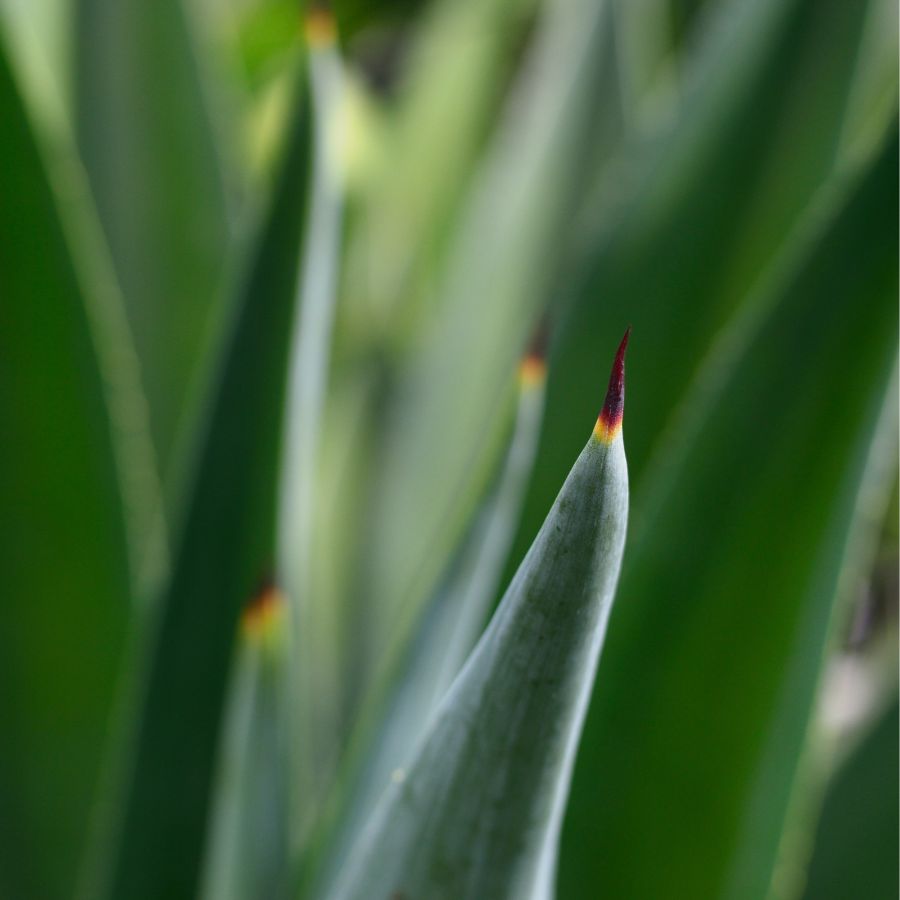 how to care for agave plants