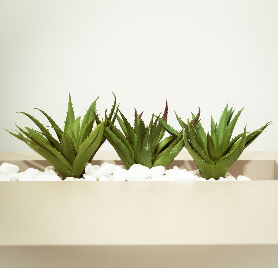 how to care for aloe vera