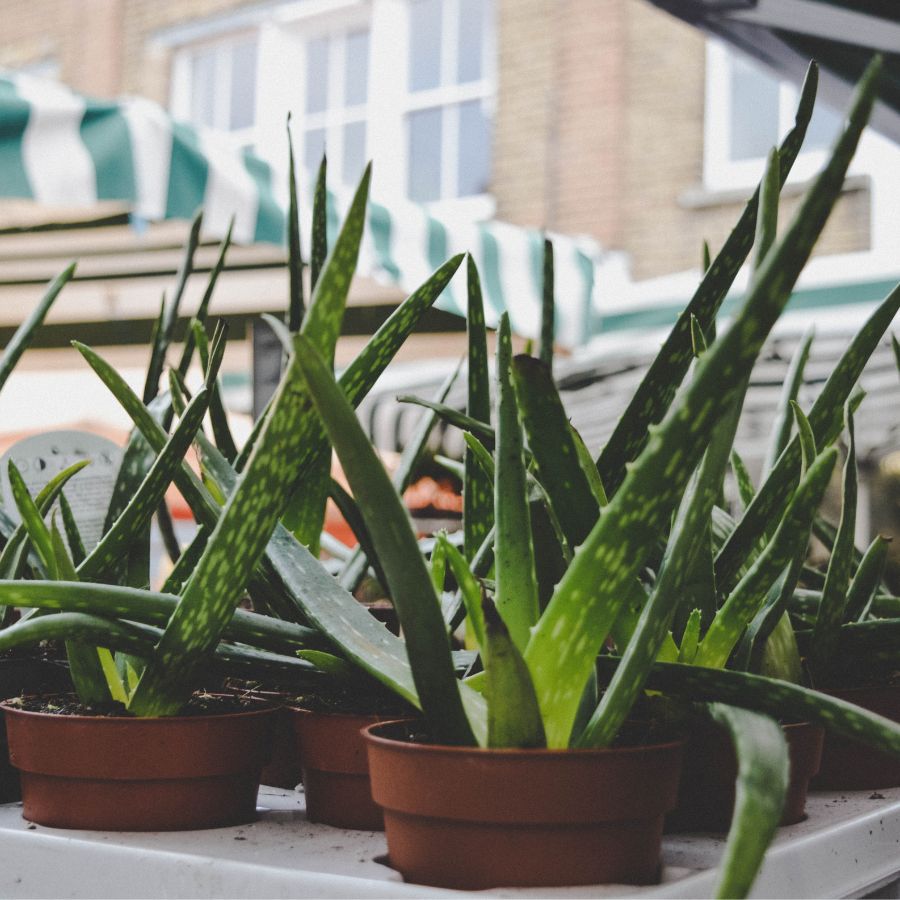 how to propagate aloe vera