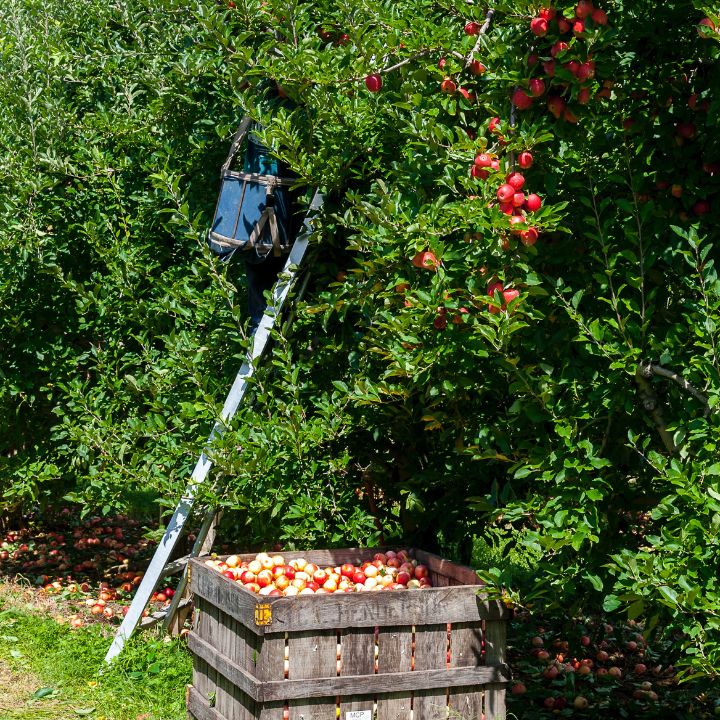 how to harvest