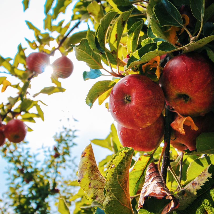 how to care for apple trees