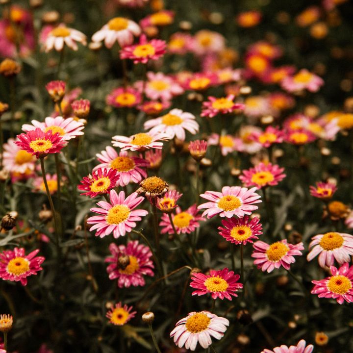 meadowscape flowers