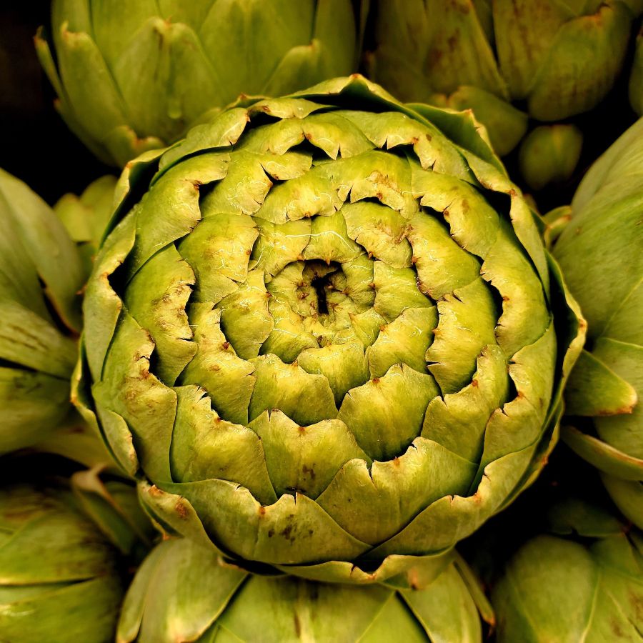 how to tell when an artichoke is ripe