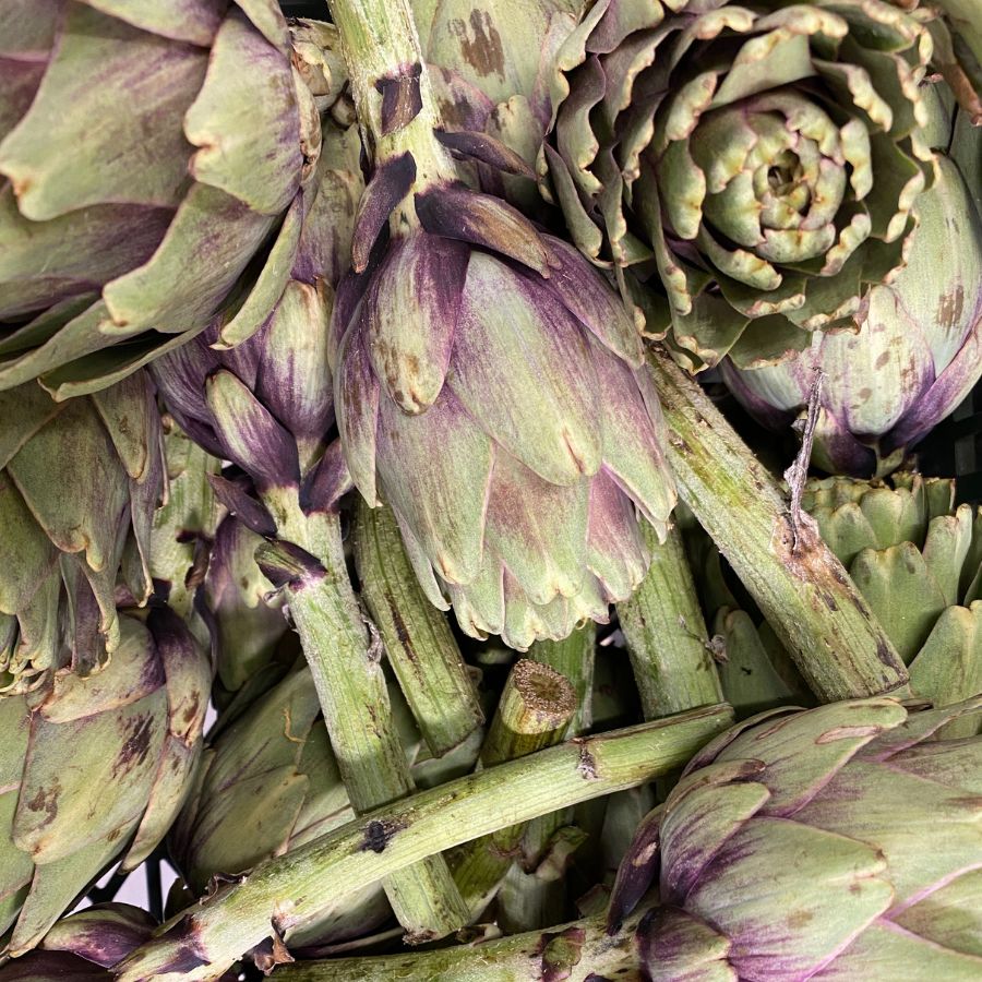 how to care for artichokes