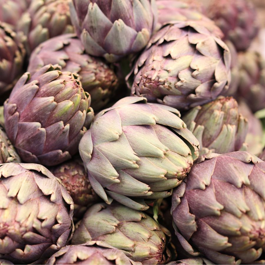 how to grow artichoke