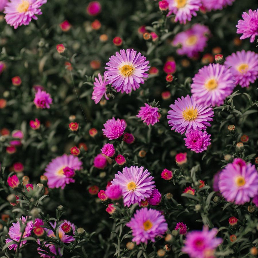 how to grow asters