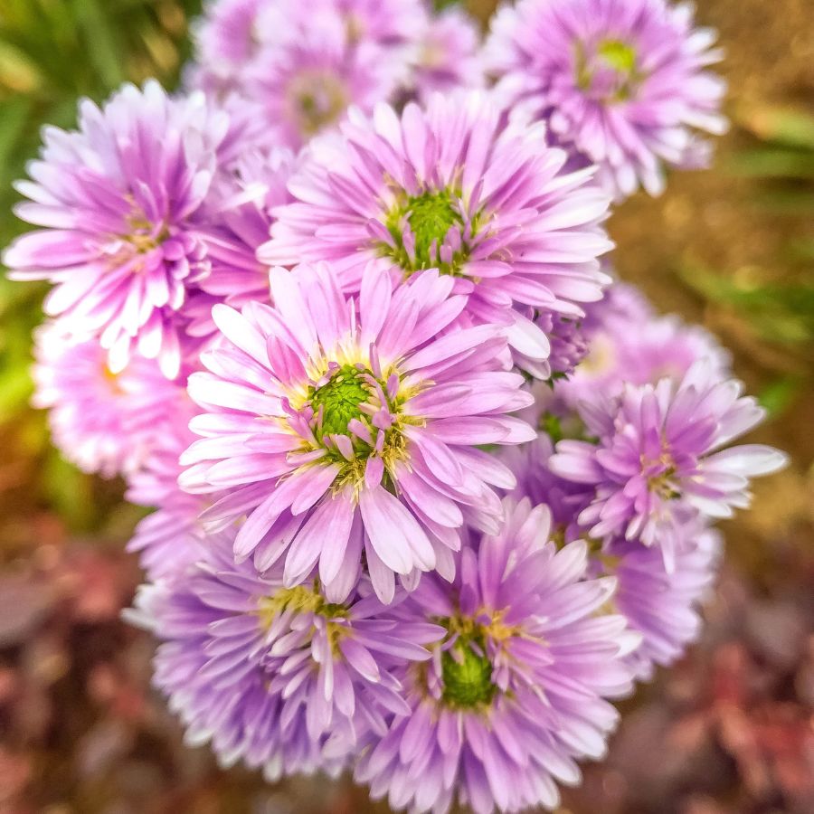 how much should I water asters