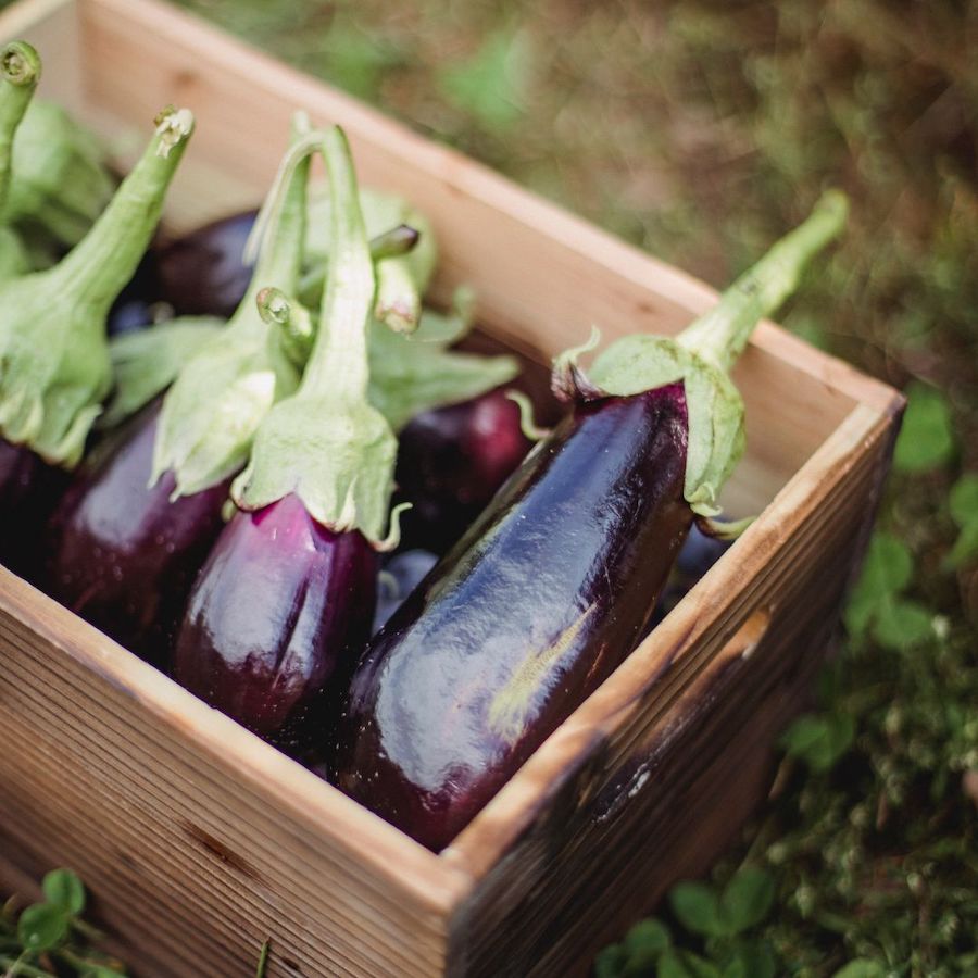 how to cook eggplant recipe ratatouille recipe