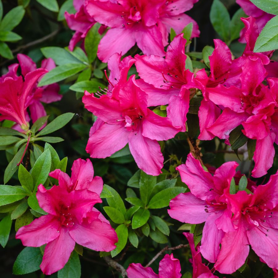 how do I care for azaleas