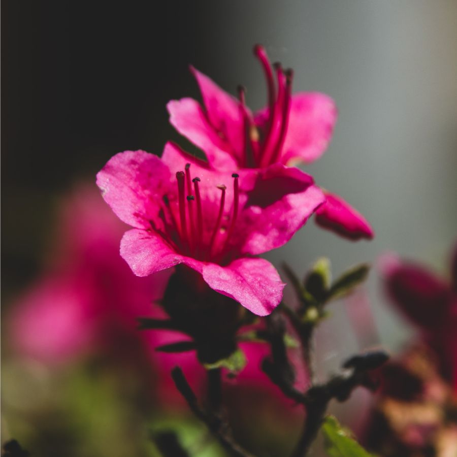 how to water azaleas