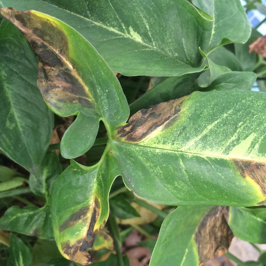 Plant disease identification