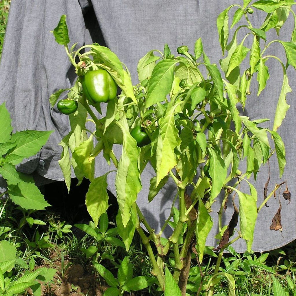 Sick Plant Identification - 3 Types of Diseases Killing Your Plant ...