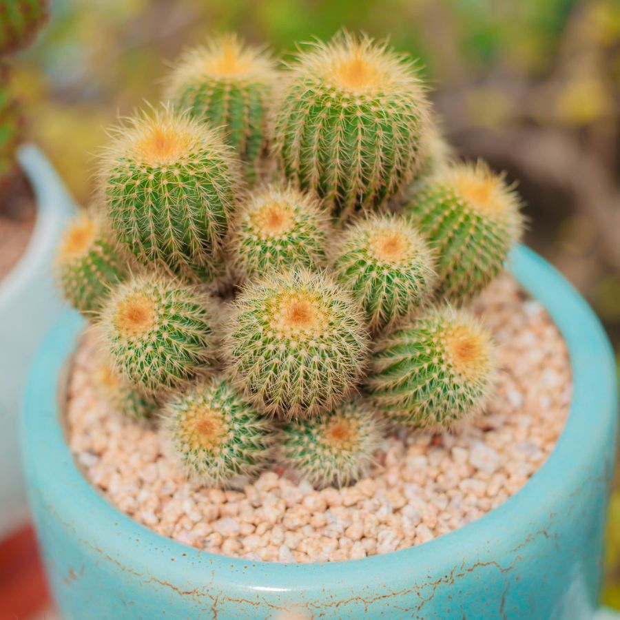 how to care for ball cactus