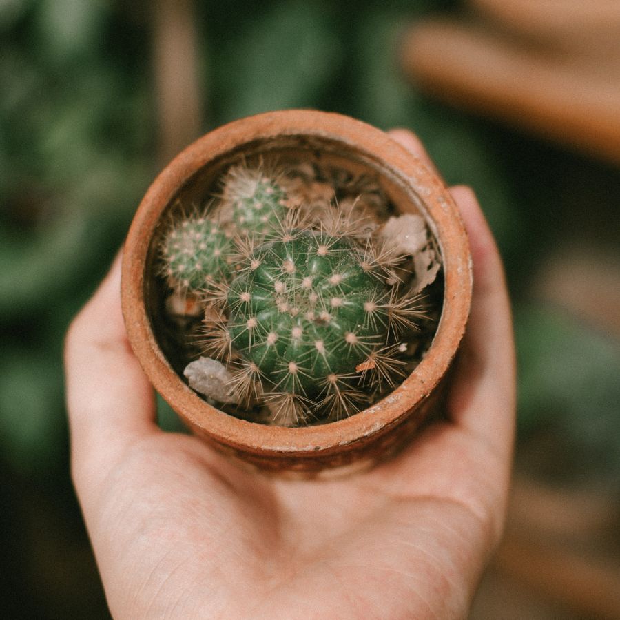 how to propagate ball cactus