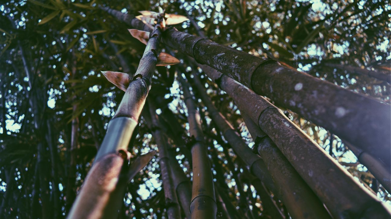 How to Care for Bamboo the 13 Step Guide