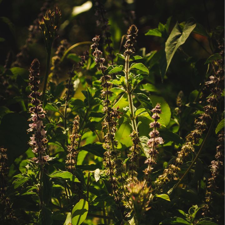 how to take care of basil plant indoors