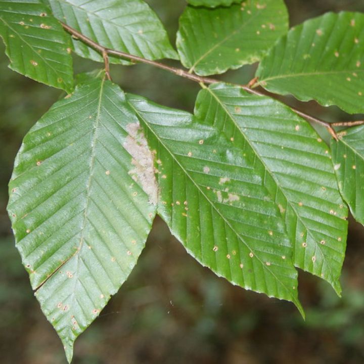 how to care for beech trees