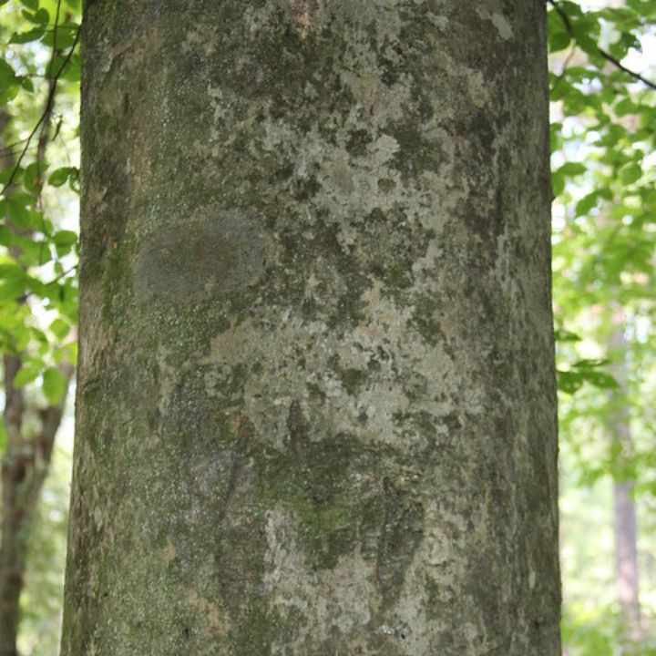 beech tree identification