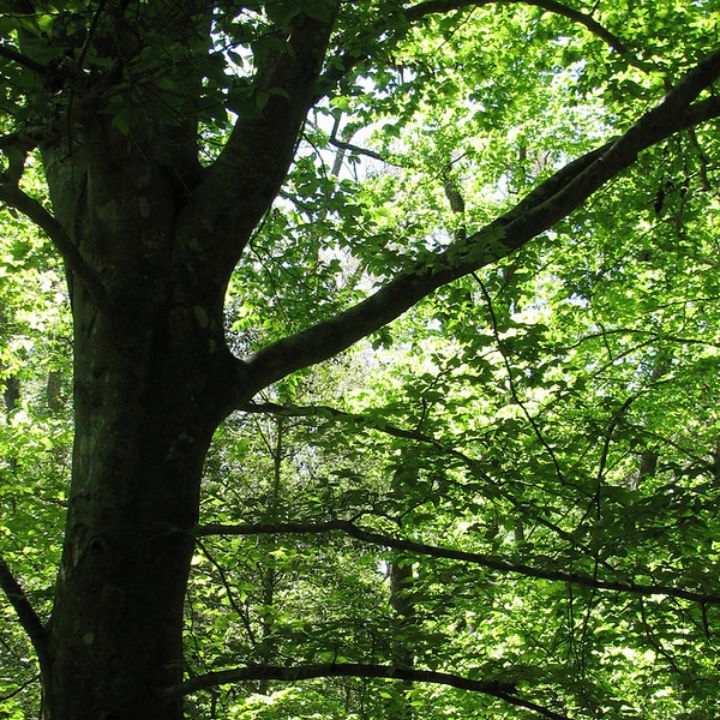 how to plant a beech tree